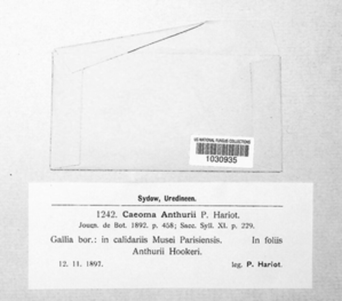 Caeoma anthurii image